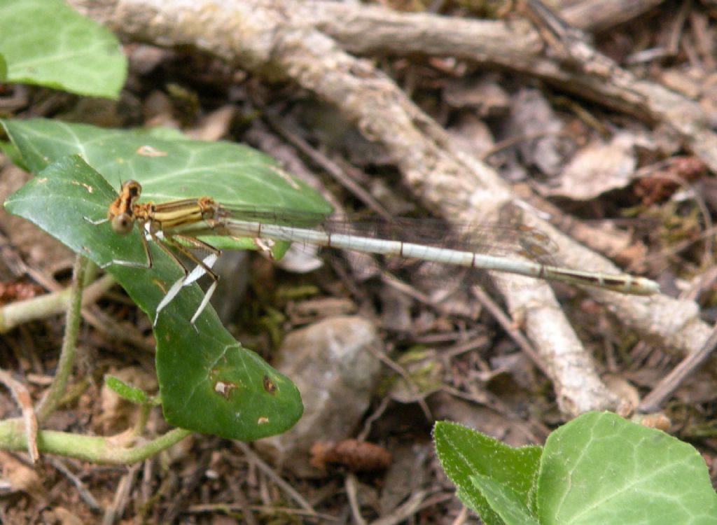 Ateniesi: Platycnemis pennipes nitidula